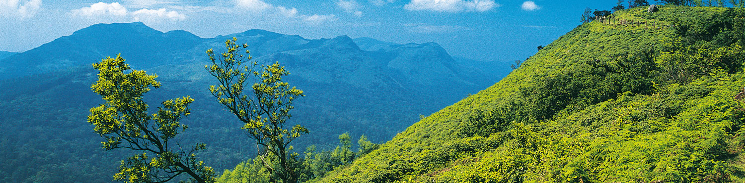 Coorg The Canopy Of Green In The Misty Mountains-SOTC blog