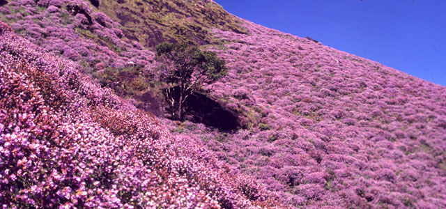 Neelakurinji Flower that Blooms Once in 12 years | SOTC